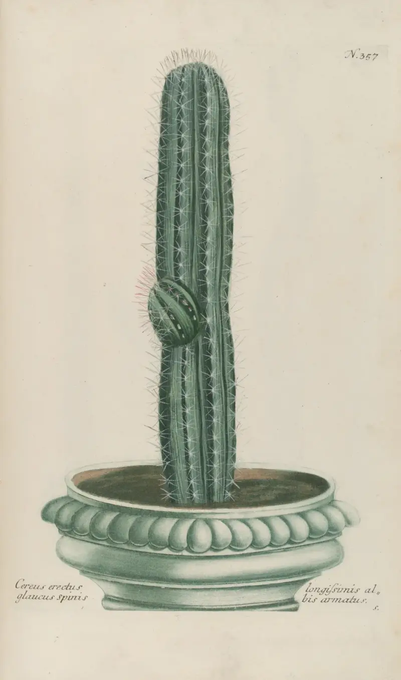 Phytanthoza iconographia Pl.080 av Johann Wilhelm Weinmann