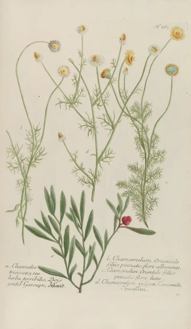 Phytanthoza iconographia Pl.085 av Johann Wilhelm Weinmann