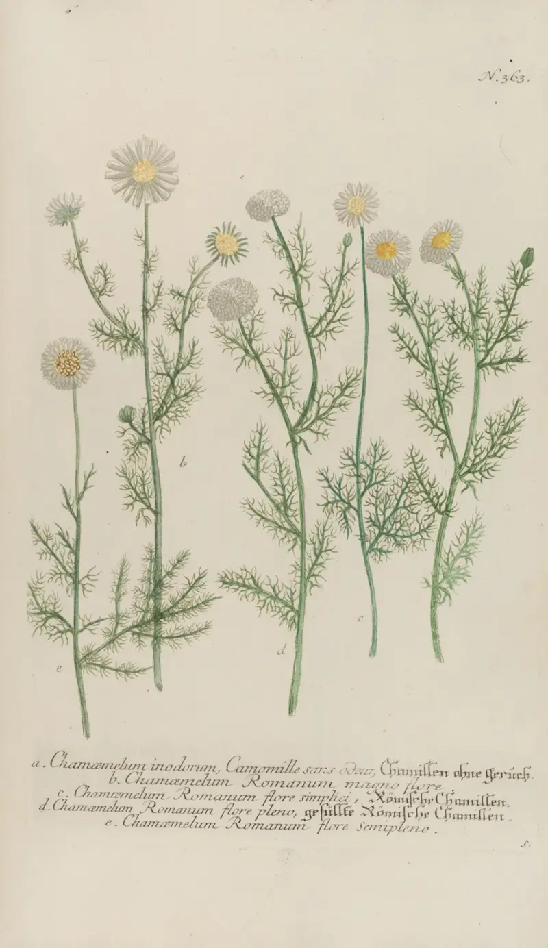 Phytanthoza iconographia Pl.086 av Johann Wilhelm Weinmann
