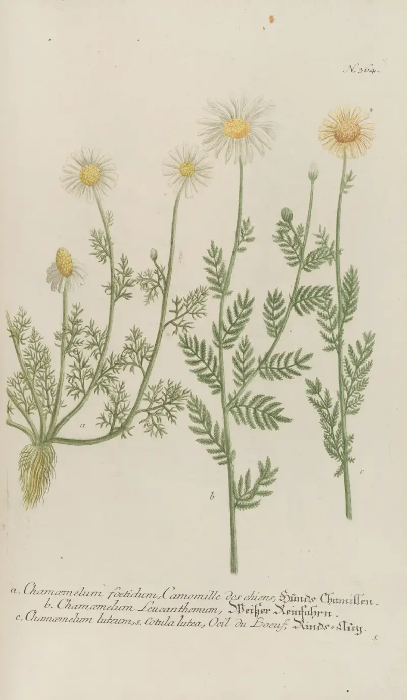 Phytanthoza iconographia Pl.087 av Johann Wilhelm Weinmann