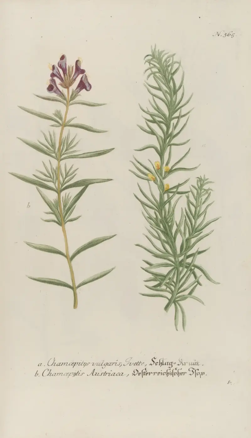 Phytanthoza iconographia Pl.088 av Johann Wilhelm Weinmann