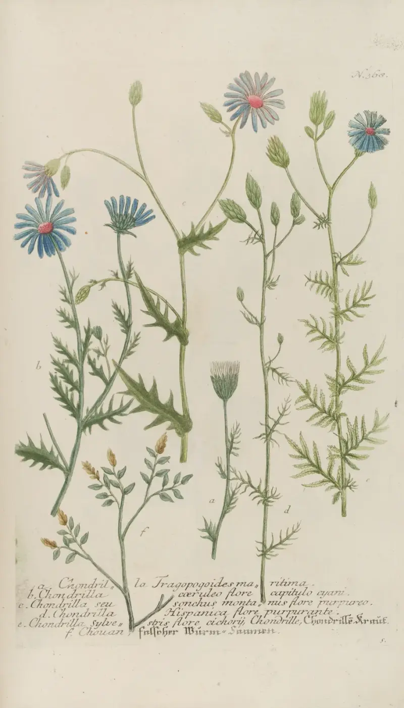 Phytanthoza iconographia Pl.091 av Johann Wilhelm Weinmann
