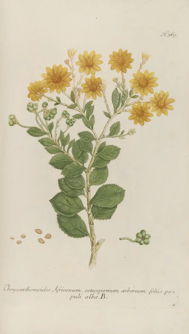 Phytanthoza iconographia Pl.092 av Johann Wilhelm Weinmann