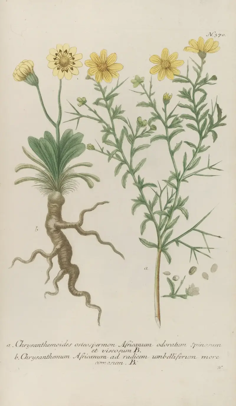 Phytanthoza iconographia Pl.093 av Johann Wilhelm Weinmann