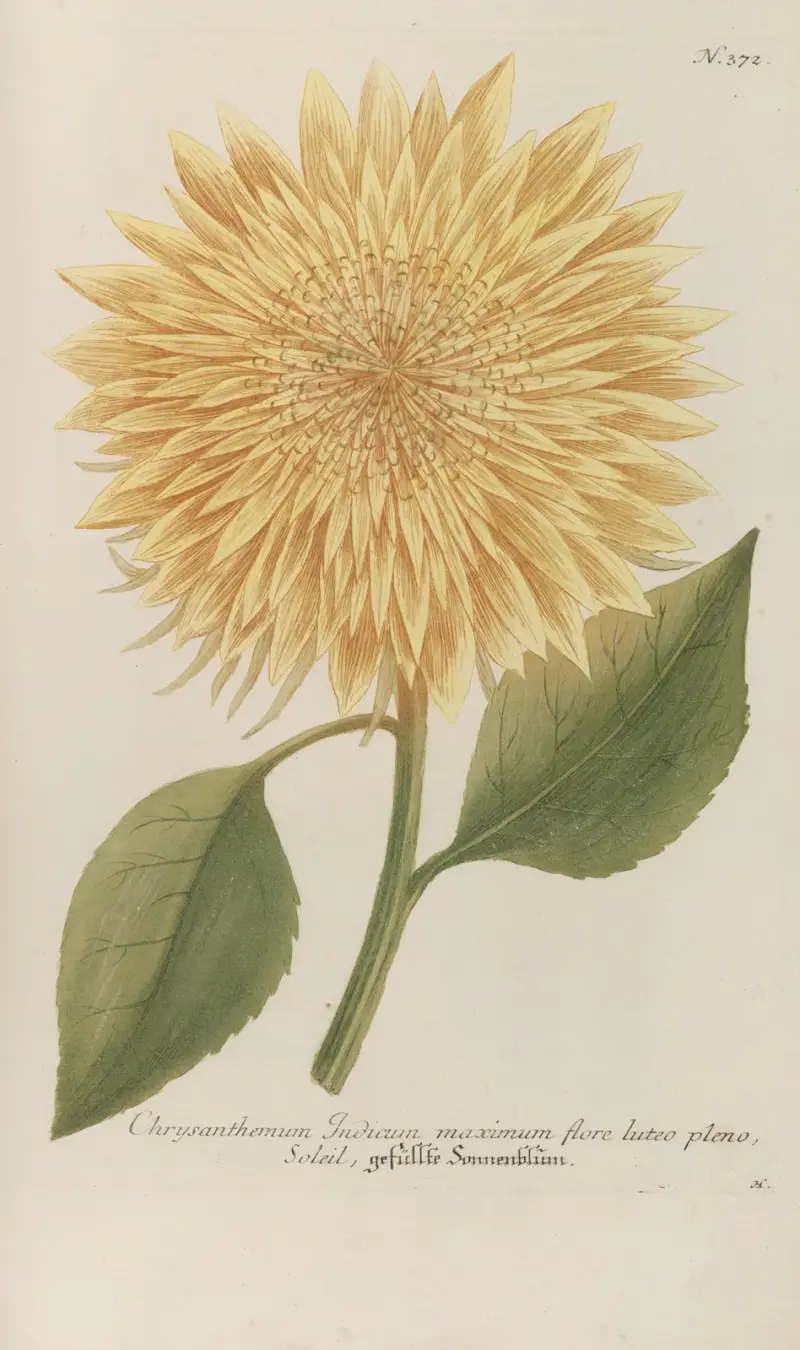 Phytanthoza iconographia Pl.095 av Johann Wilhelm Weinmann