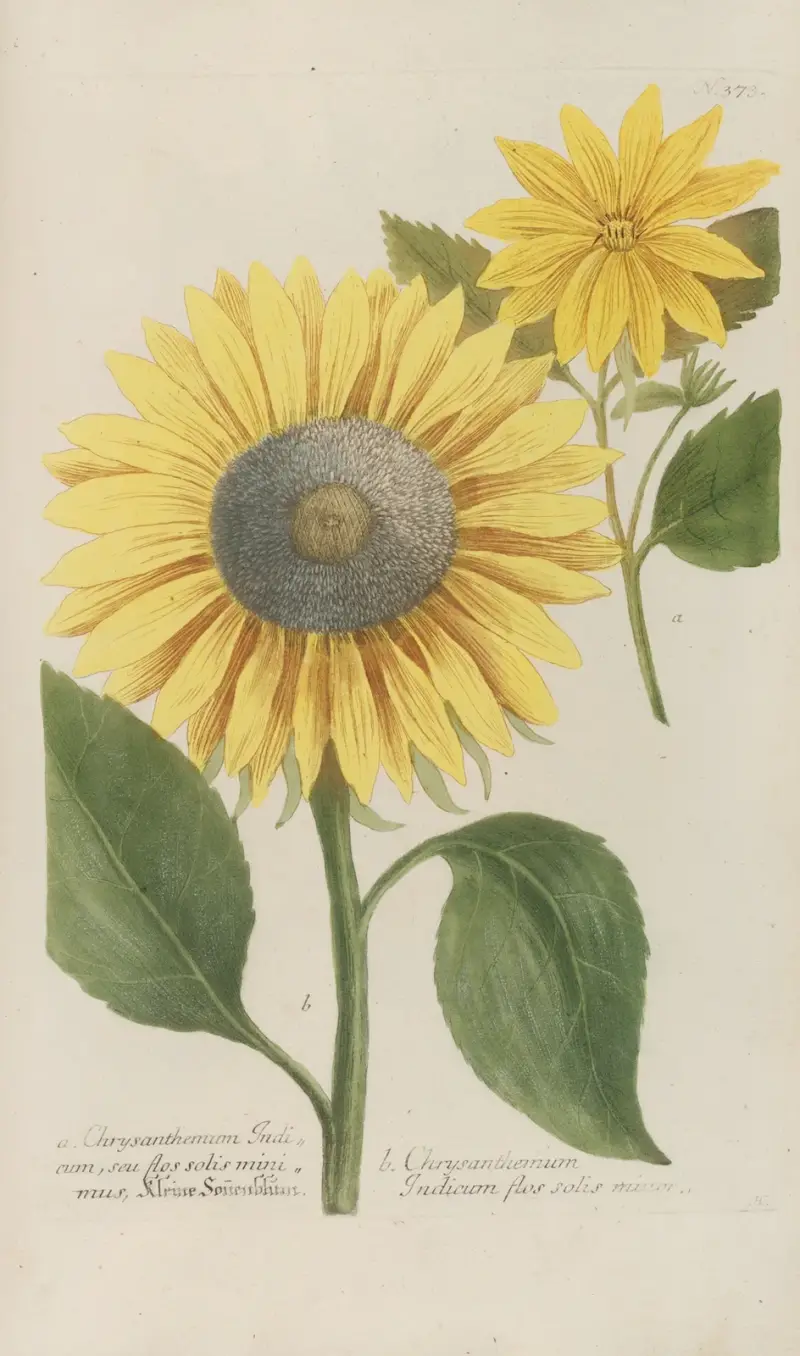 Phytanthoza iconographia Pl.096 av Johann Wilhelm Weinmann