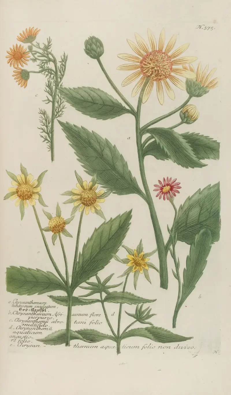 Phytanthoza iconographia Pl.098 av Johann Wilhelm Weinmann