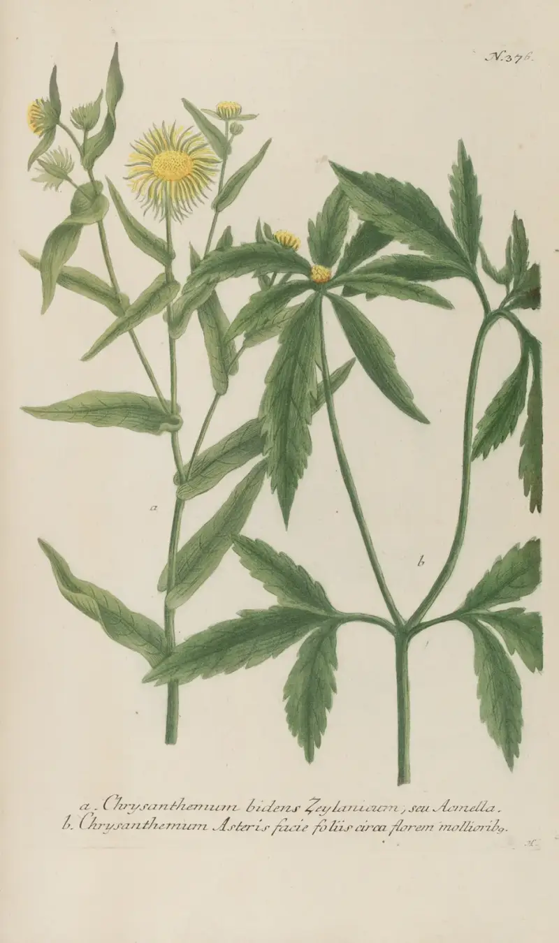 Phytanthoza iconographia Pl.099 av Johann Wilhelm Weinmann