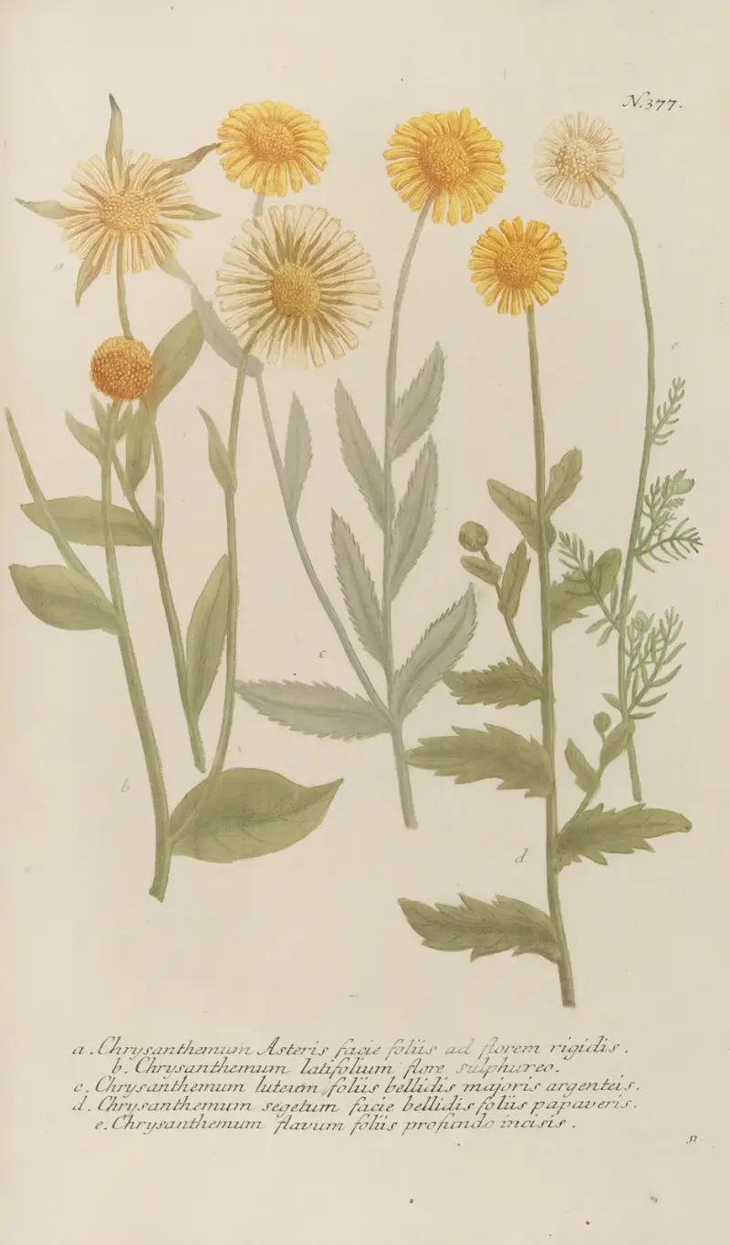 Phytanthoza iconographia Pl.100 av Johann Wilhelm Weinmann