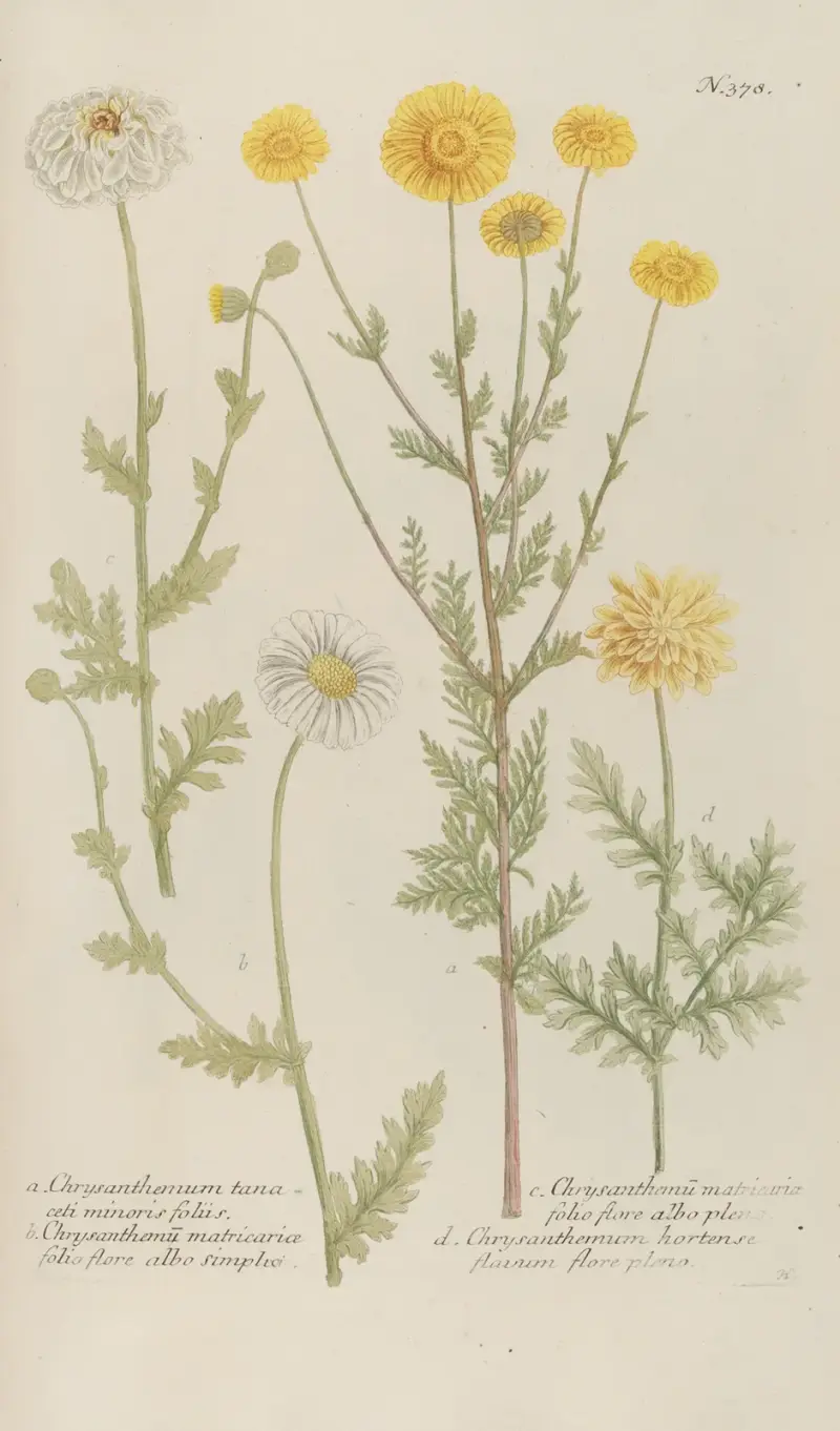 Phytanthoza iconographia Pl.101 av Johann Wilhelm Weinmann