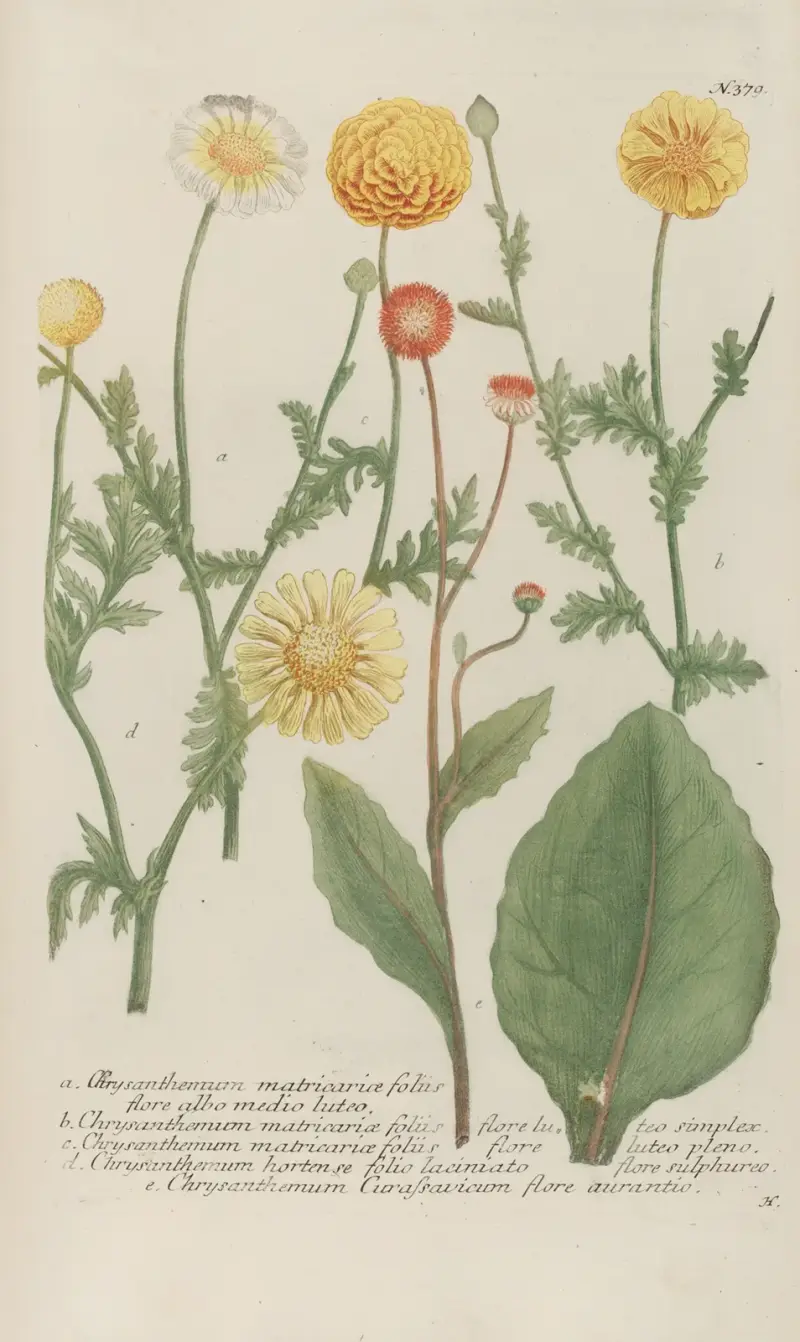 Phytanthoza iconographia Pl.102 av Johann Wilhelm Weinmann