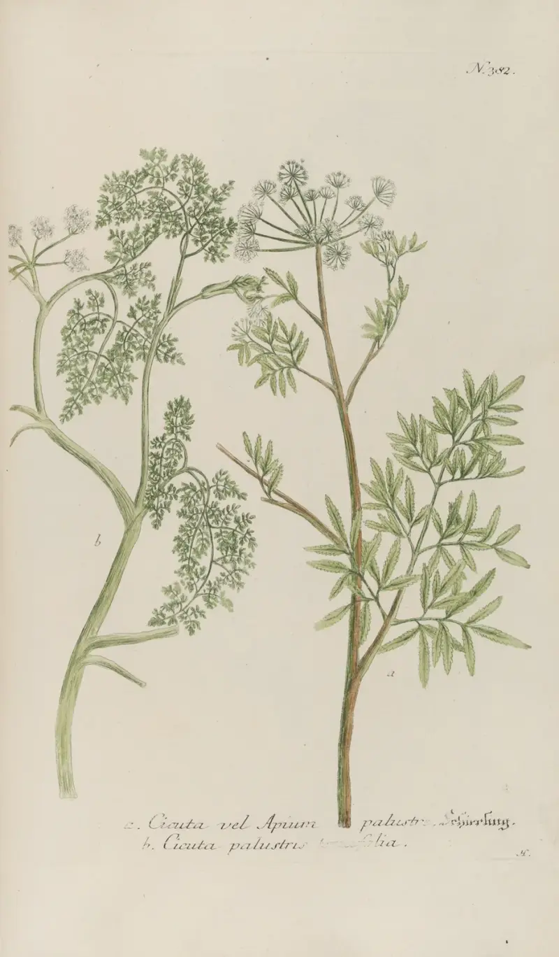 Phytanthoza iconographia Pl.105 av Johann Wilhelm Weinmann