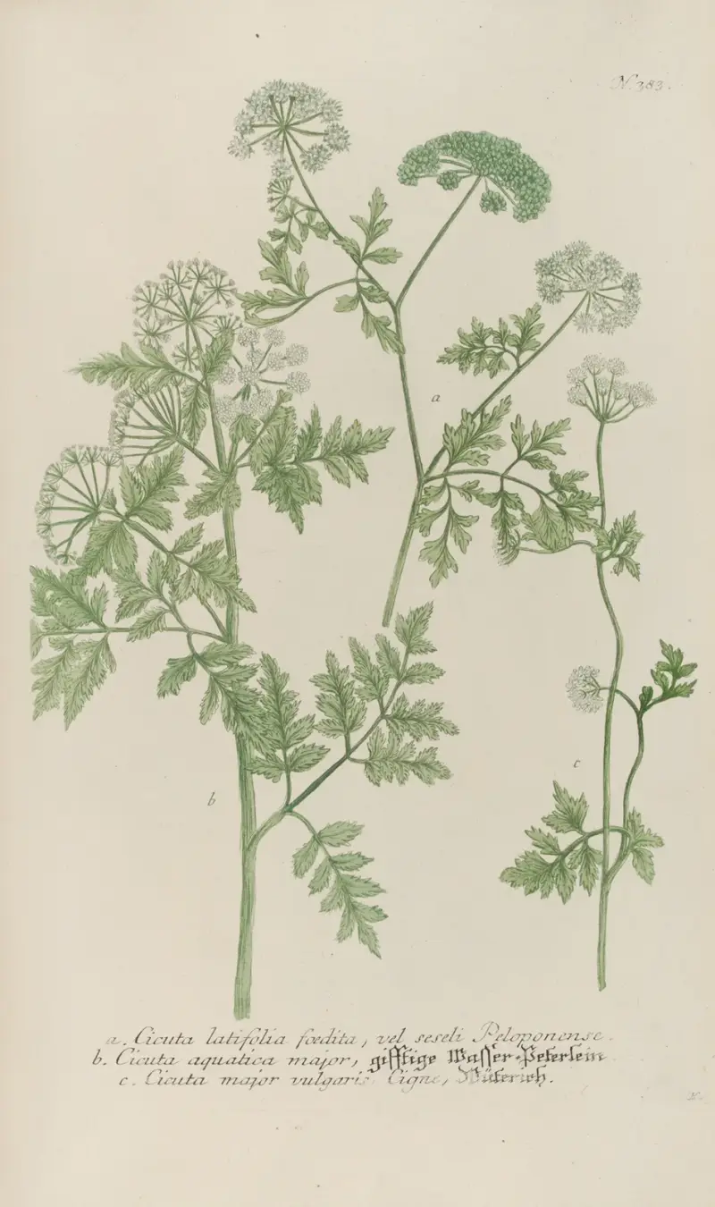Phytanthoza iconographia Pl.106 av Johann Wilhelm Weinmann