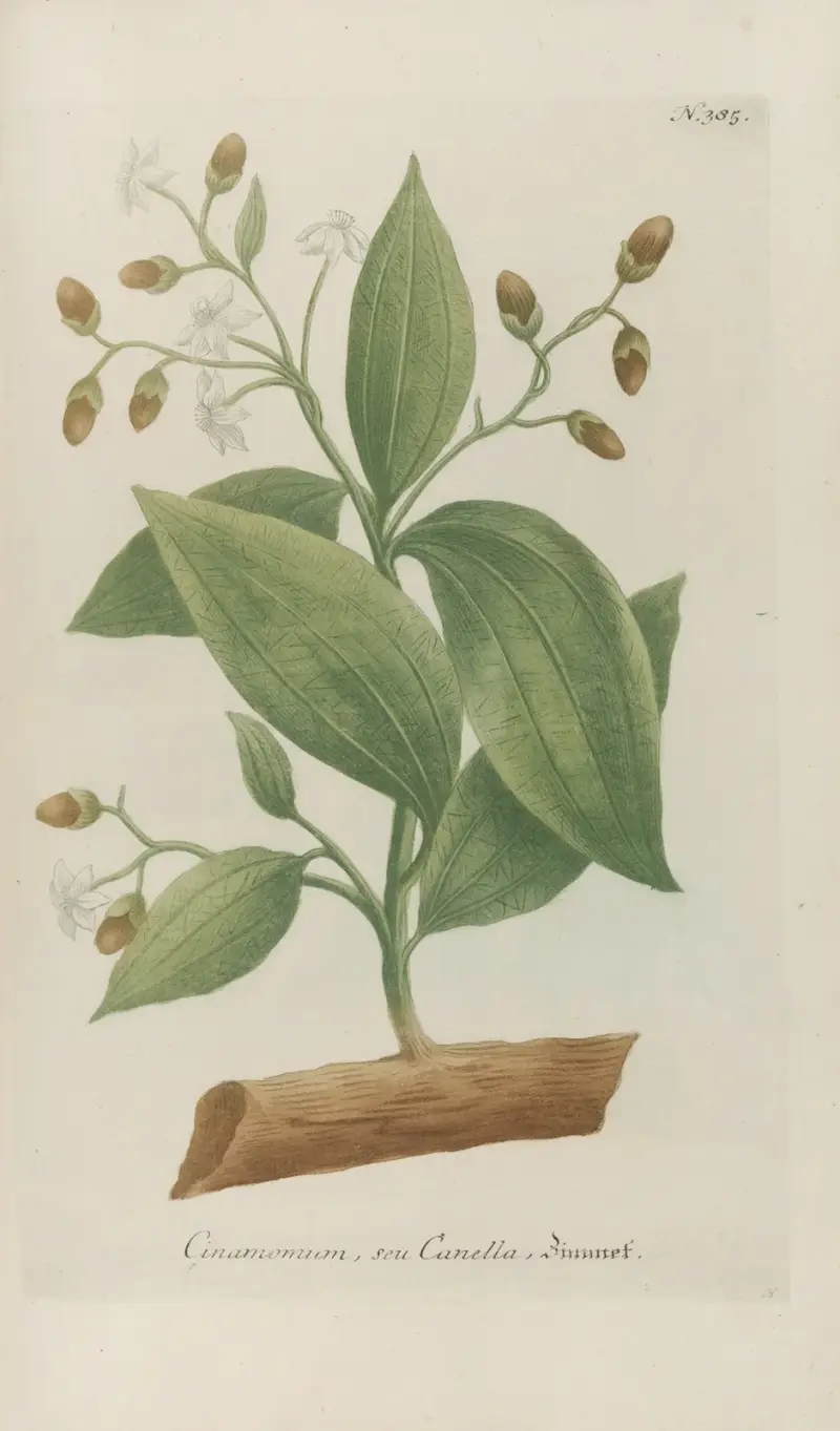 Phytanthoza iconographia Pl.108 av Johann Wilhelm Weinmann