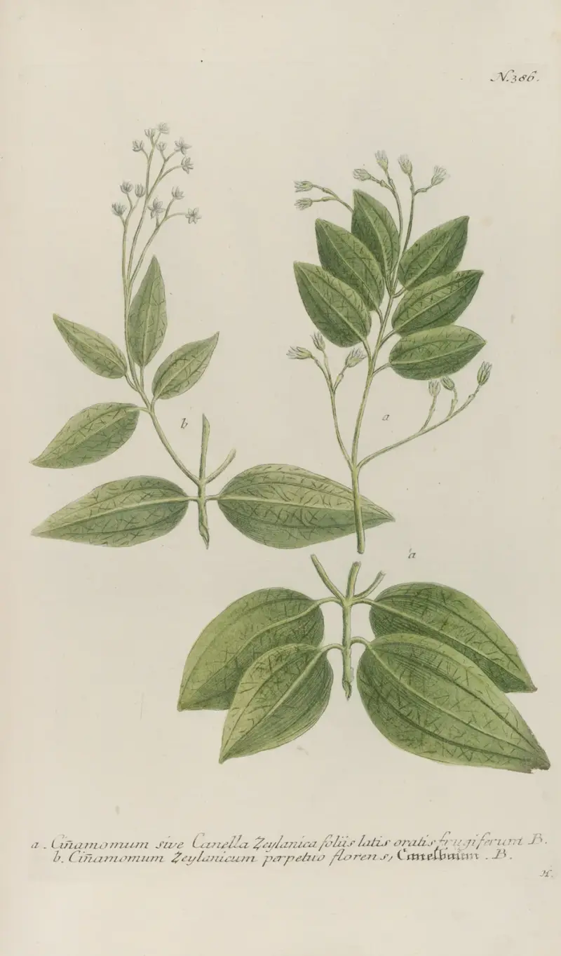 Phytanthoza iconographia Pl.109 av Johann Wilhelm Weinmann