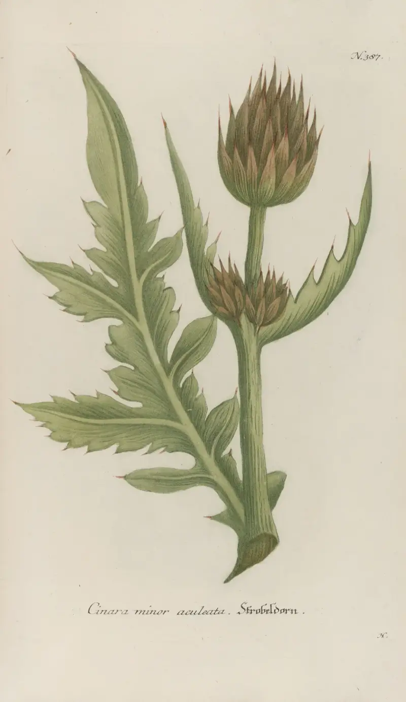 Phytanthoza iconographia Pl.110 av Johann Wilhelm Weinmann