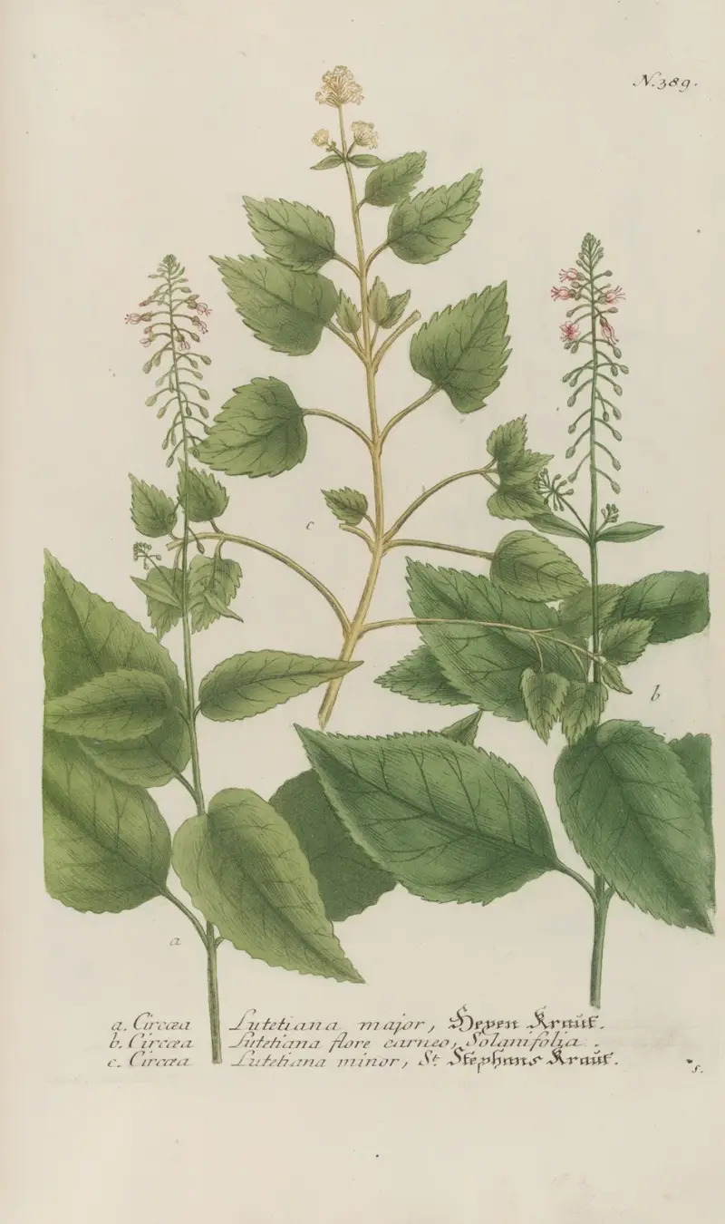 Phytanthoza iconographia Pl.112 av Johann Wilhelm Weinmann