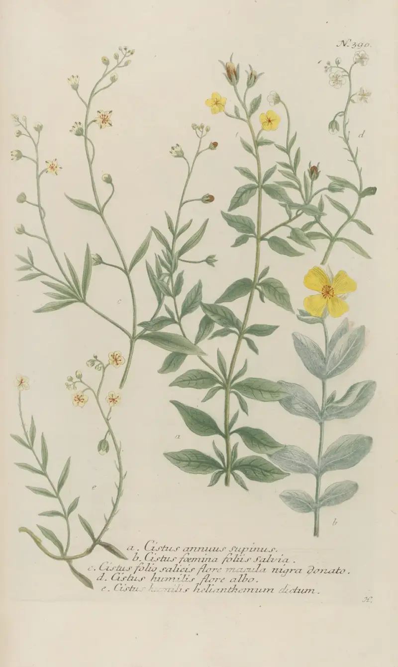 Phytanthoza iconographia Pl.113 av Johann Wilhelm Weinmann