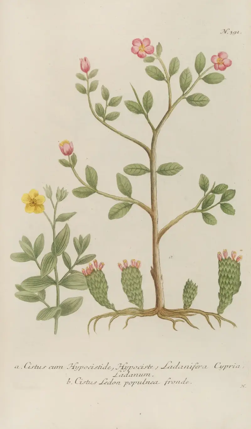 Phytanthoza iconographia Pl.114 av Johann Wilhelm Weinmann