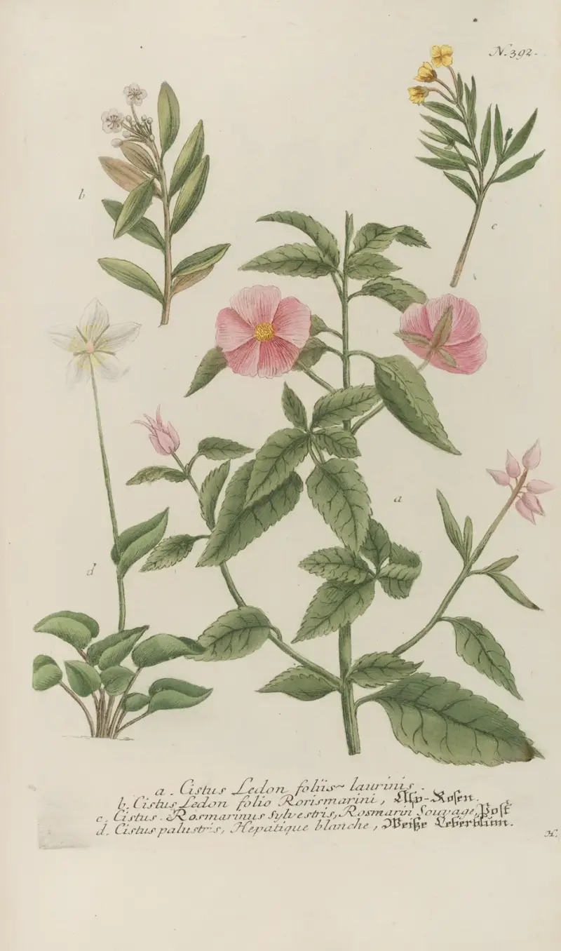 Phytanthoza iconographia Pl.115 av Johann Wilhelm Weinmann