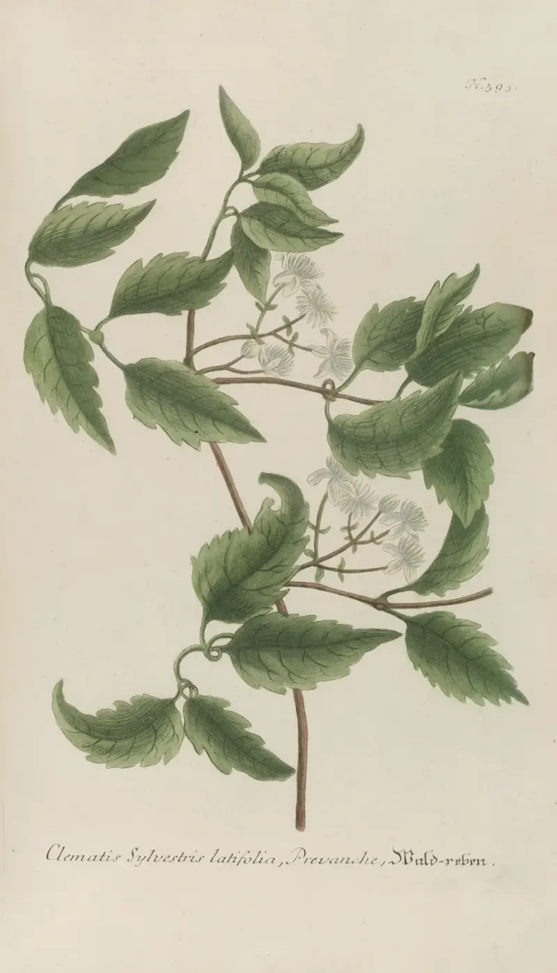 Phytanthoza iconographia pl. 116 av Johann Wilhelm Weinmann