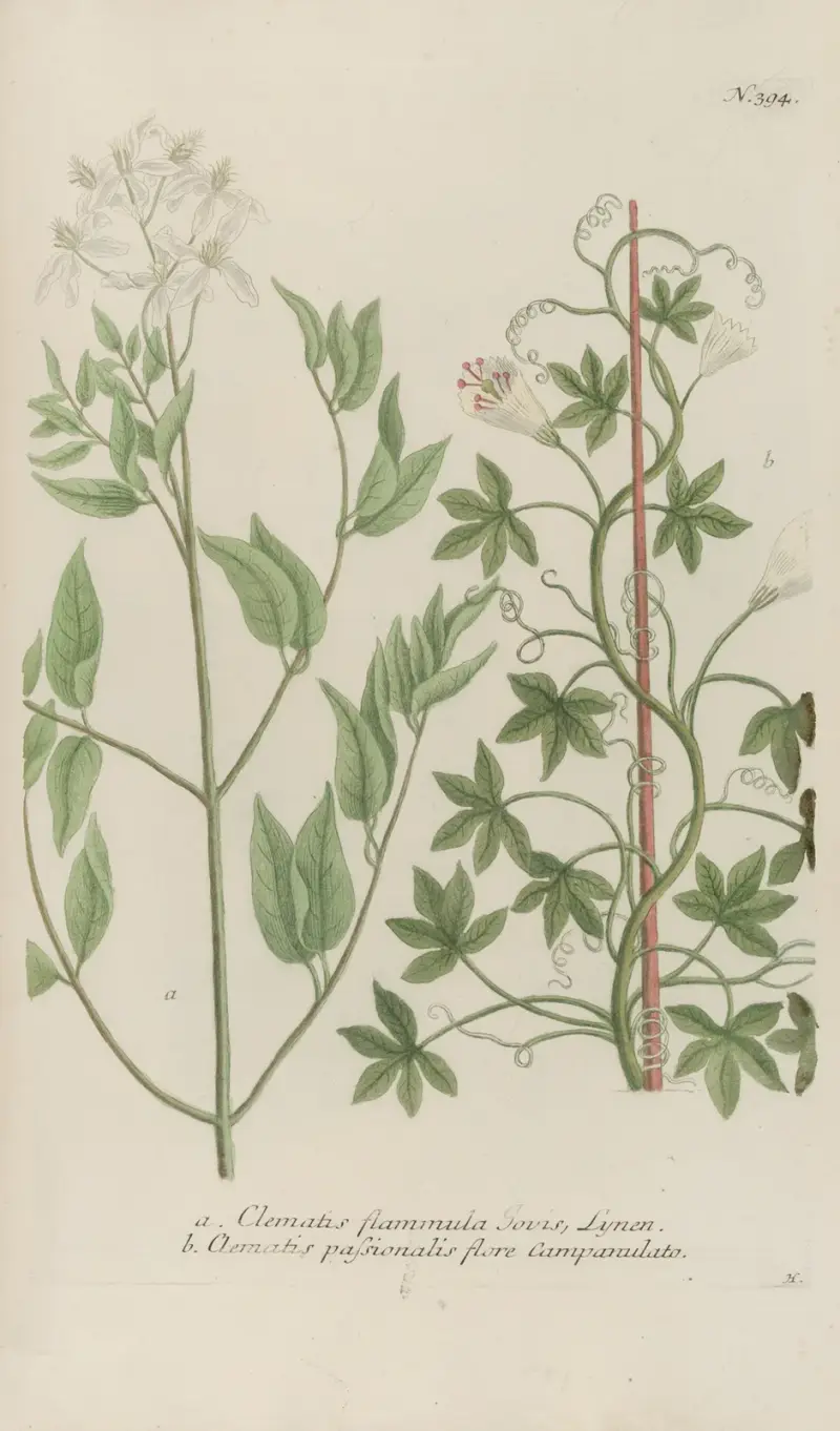 Phytanthoza iconographia Pl.117 av Johann Wilhelm Weinmann