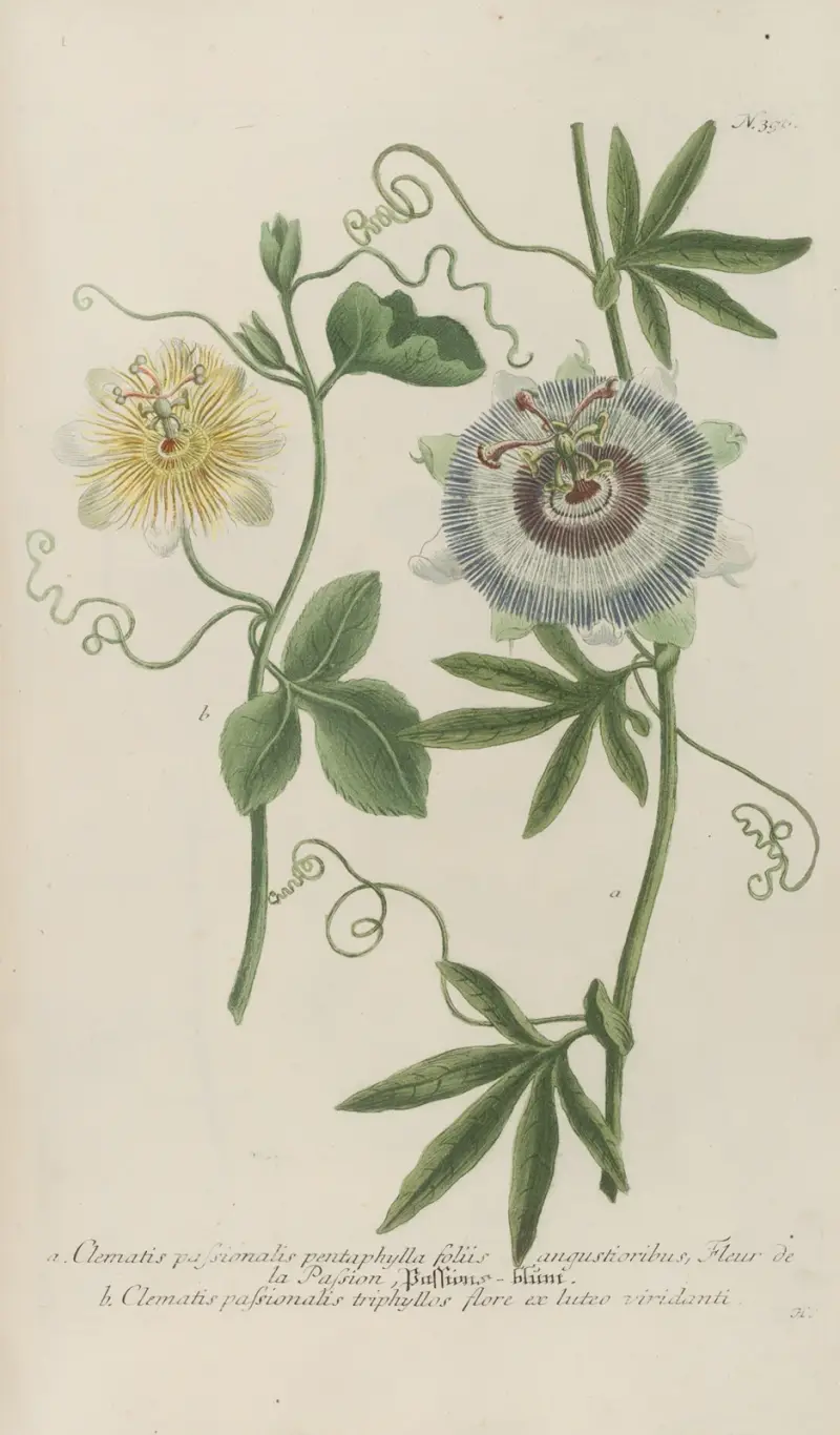 Phytanthoza iconographia Pl.119 av Johann Wilhelm Weinmann