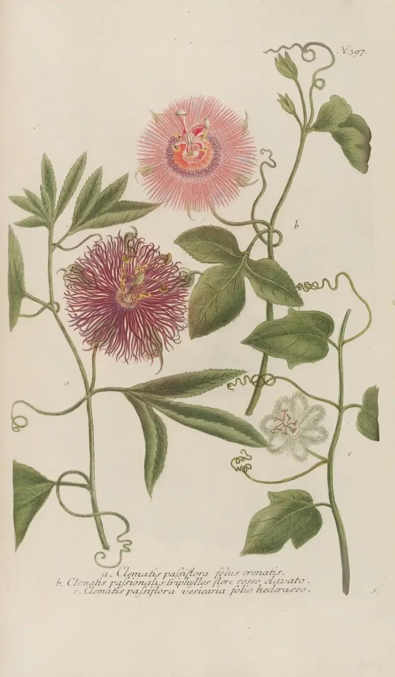 Phytanthoza iconographia Pl.120 av Johann Wilhelm Weinmann