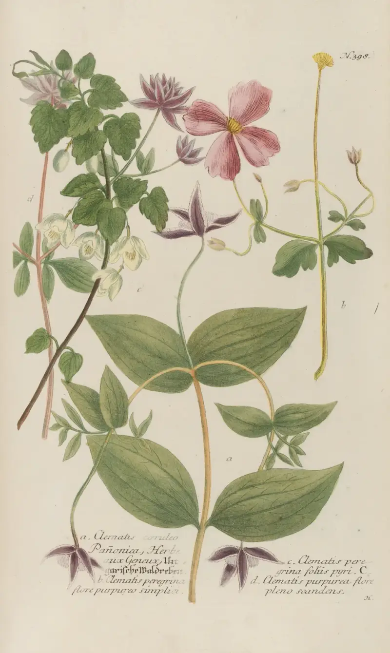 Phytanthoza iconographia Pl.121 av Johann Wilhelm Weinmann