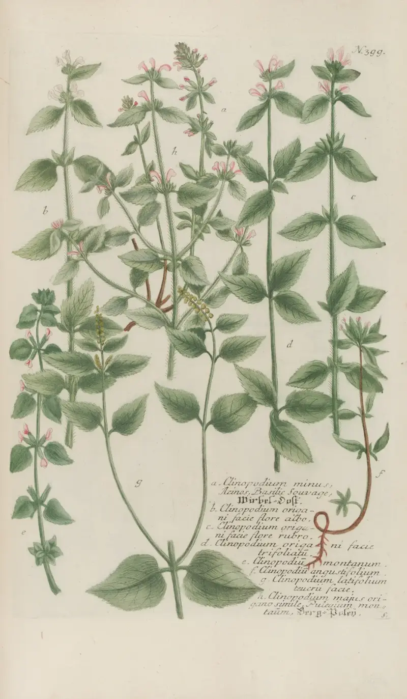 Phytanthoza iconographia Pl.122 av Johann Wilhelm Weinmann