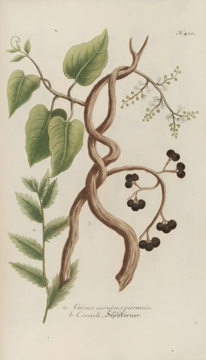 Phytanthoza iconographia Pl.123 av Johann Wilhelm Weinmann