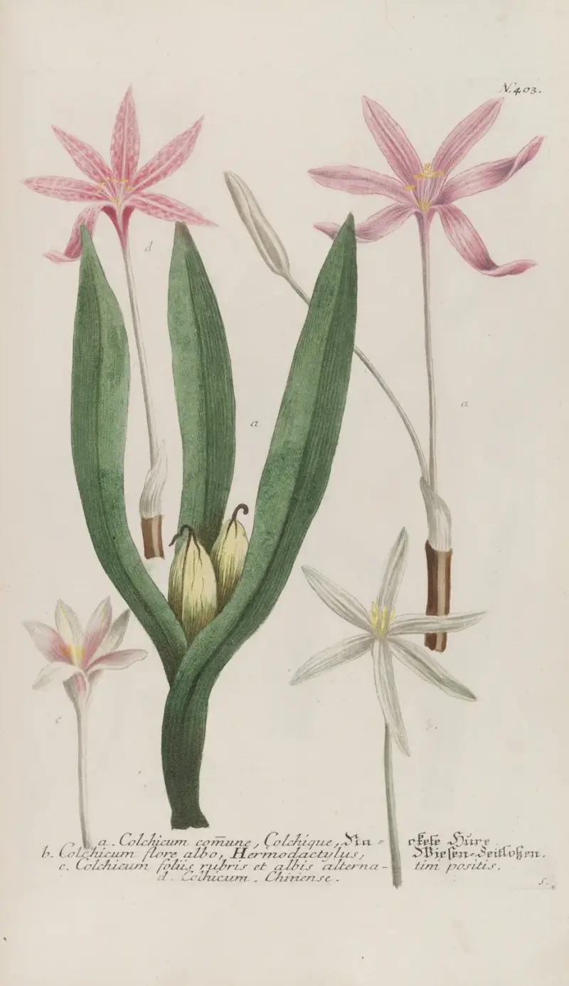 Phytanthoza iconographia Pl.126 av Johann Wilhelm Weinmann