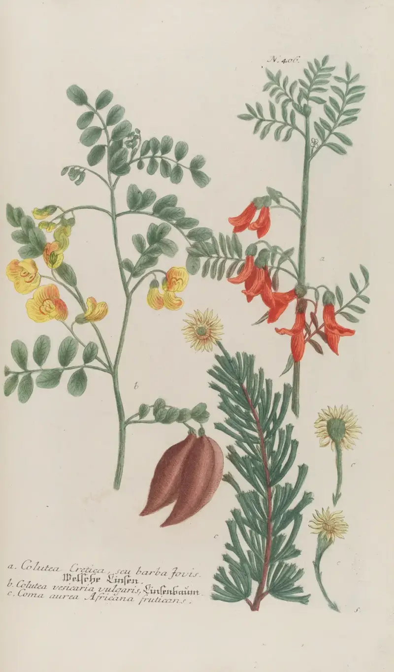 Phytanthoza iconographia Pl.129, Johann Wilhelm Weinmann