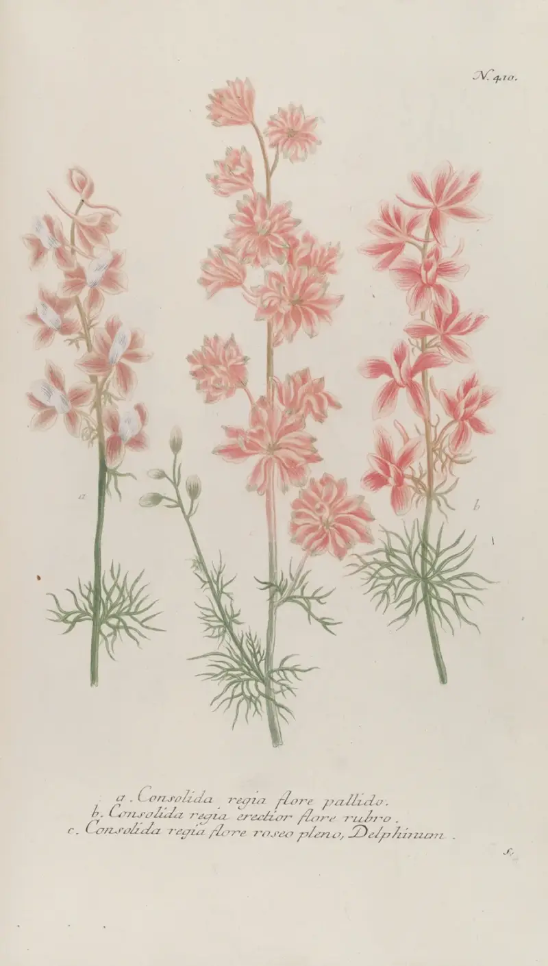 Phytanthoza iconographia Pl.133 av Johann Wilhelm Weinmann