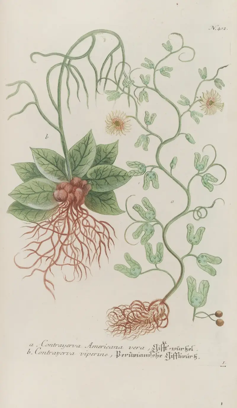 Phytanthoza iconographia Pl.135 av Johann Wilhelm Weinmann