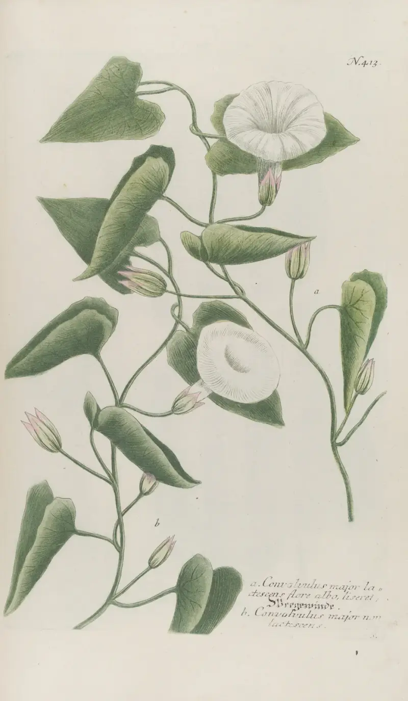 Phytanthoza iconographia Pl.136 av Johann Wilhelm Weinmann