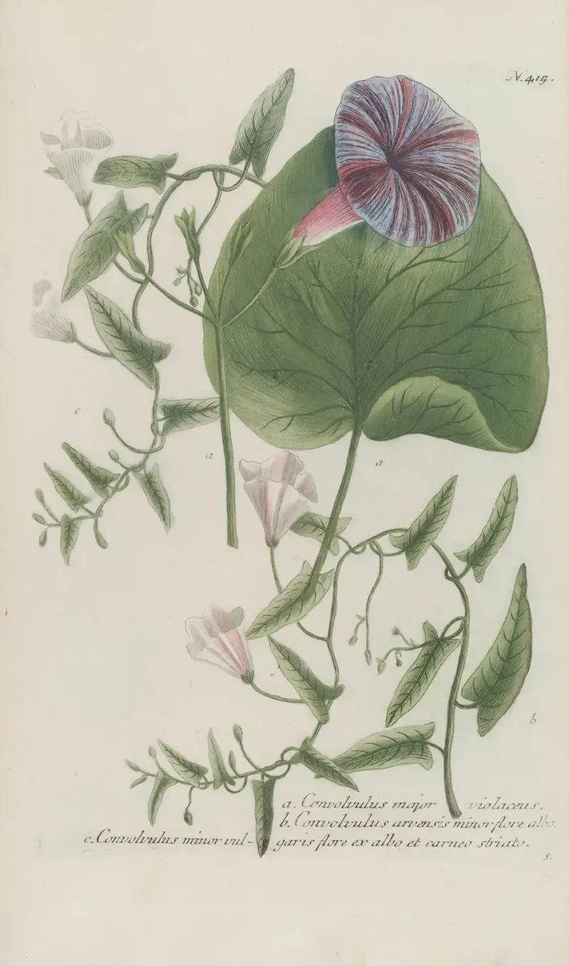Phytanthoza iconographia Pl.138 av Johann Wilhelm Weinmann