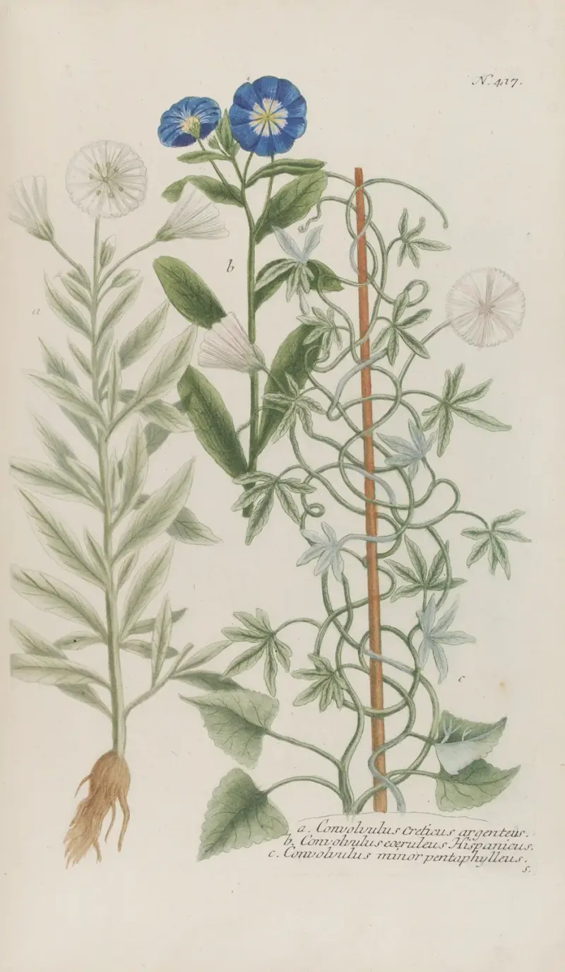 Phytanthoza iconographia Pl.140 av Johann Wilhelm Weinmann