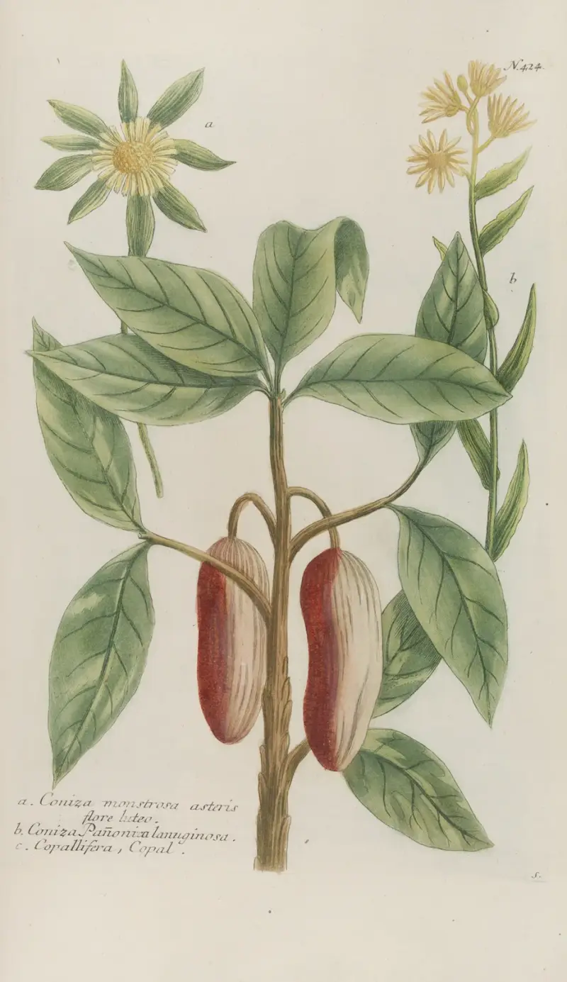 Phytanthoza iconographia Pl.147 av Johann Wilhelm Weinmann