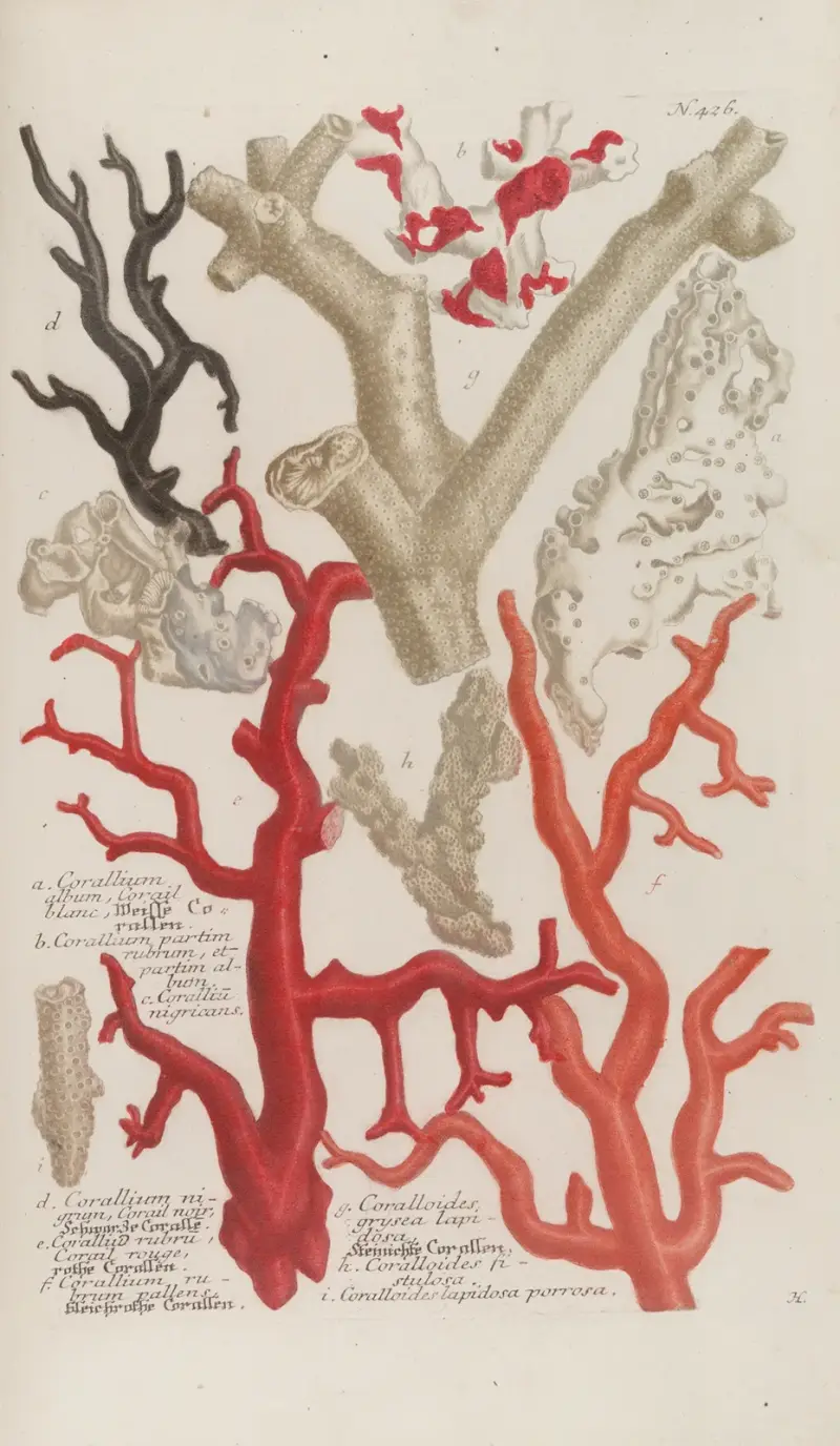 Phytanthoza iconographia Pl.149 av Johann Wilhelm Weinmann
