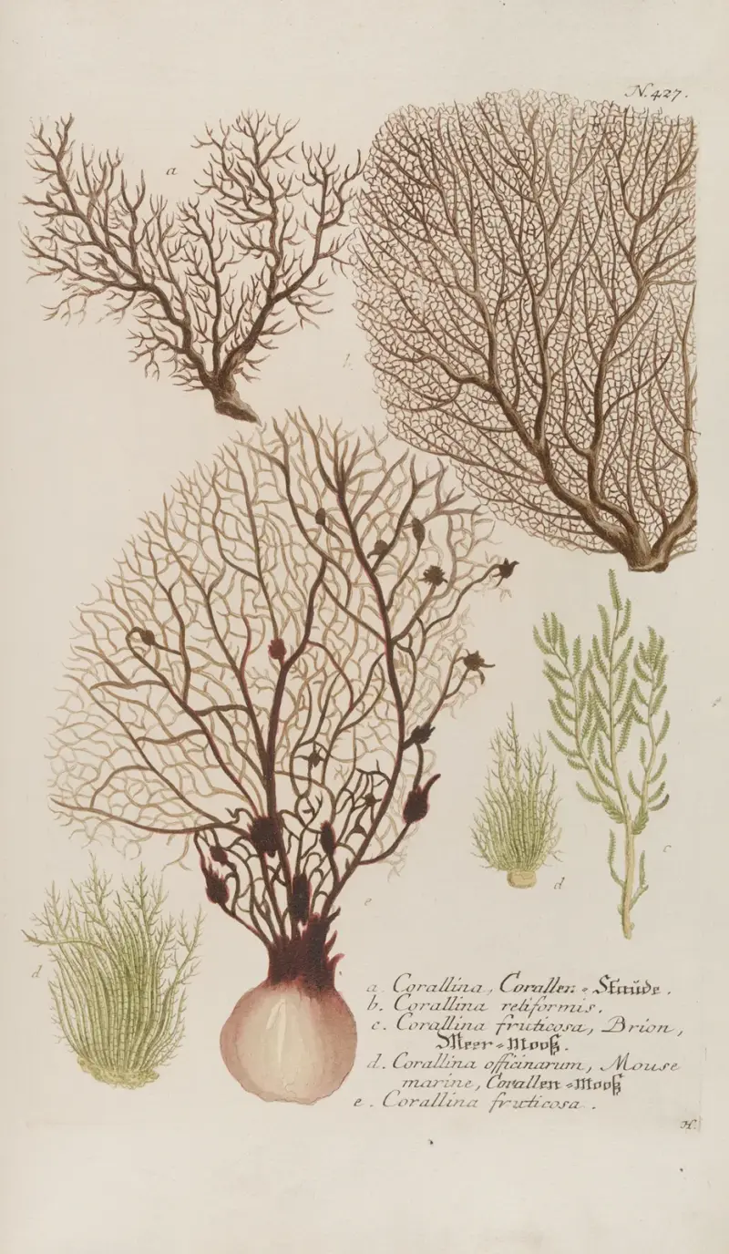 Phytanthoza iconographia Pl.150 av Johann Wilhelm Weinmann