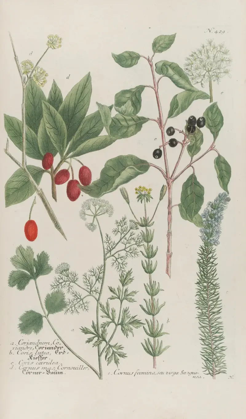 Phytanthoza iconographia Pl.152 av Johann Wilhelm Weinmann