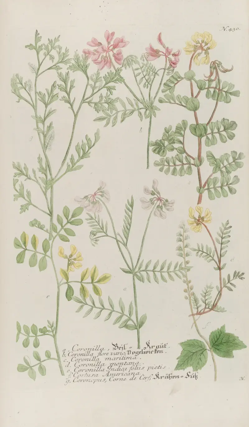 Phytanthoza iconographia Pl.153 av Johann Wilhelm Weinmann