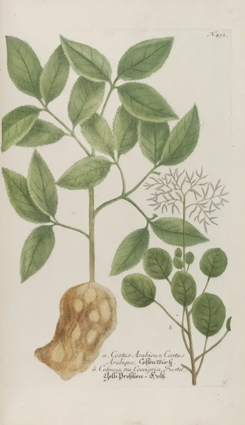 Phytanthoza iconographia tab. 155, Johann Wilhelm Weinmann