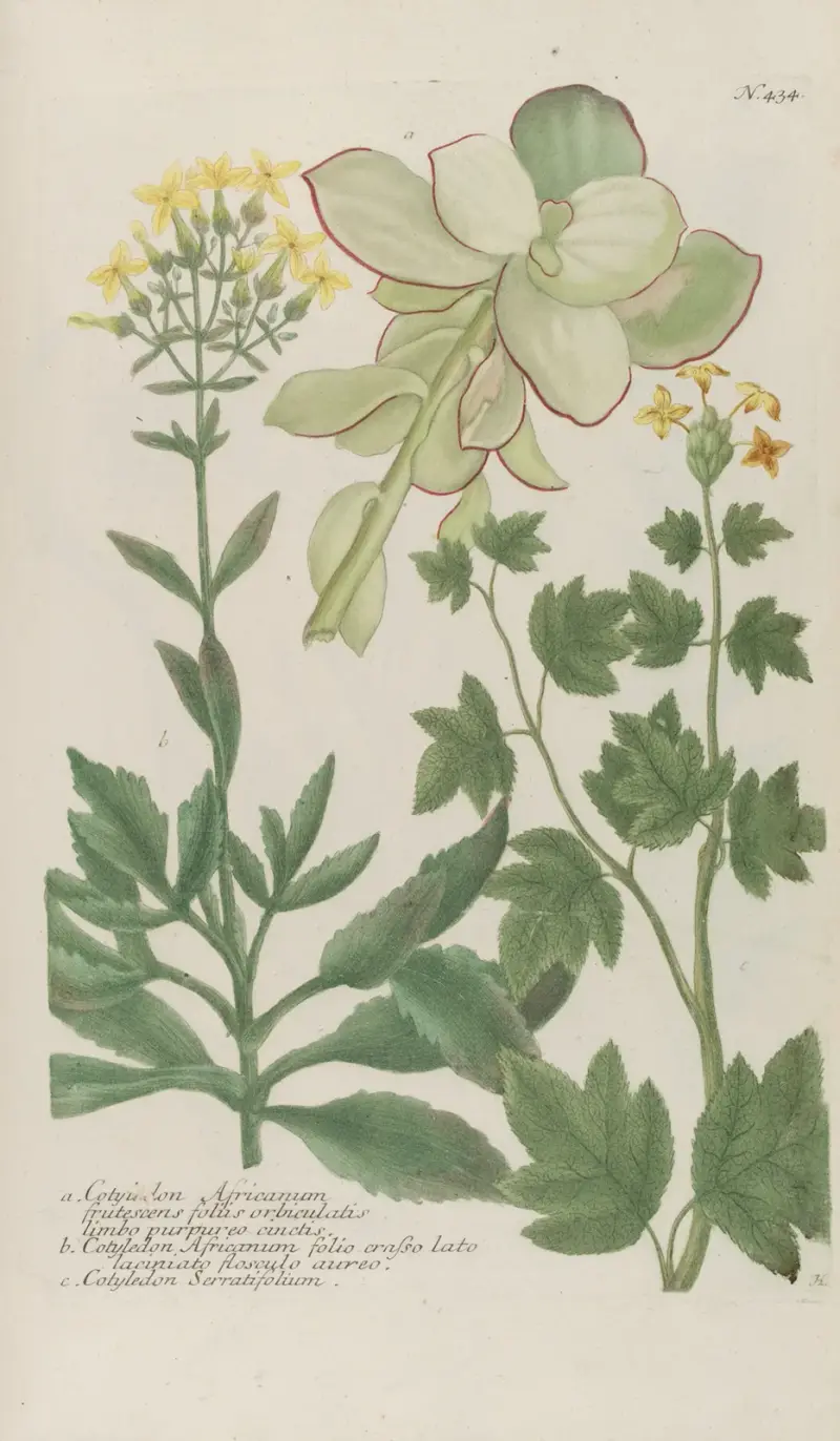 Phytanthoza iconographia Pl.157 av Johann Wilhelm Weinmann