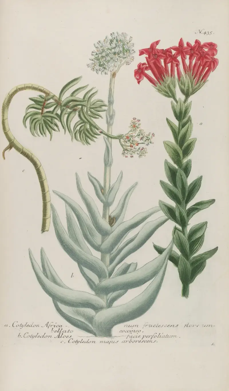 Phytanthoza iconographia Pl.158 av Johann Wilhelm Weinmann