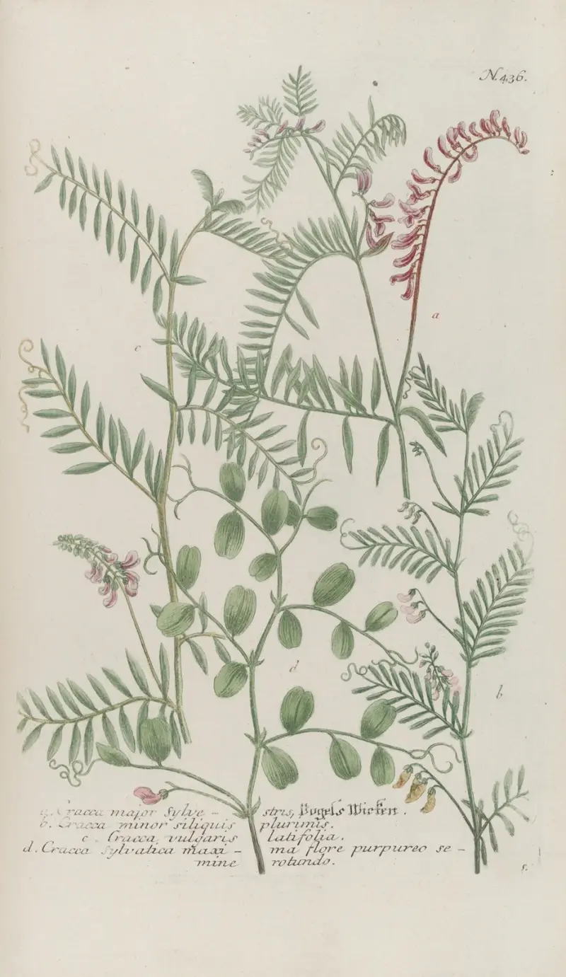 Phytanthoza iconographia Pl.159 av Johann Wilhelm Weinmann