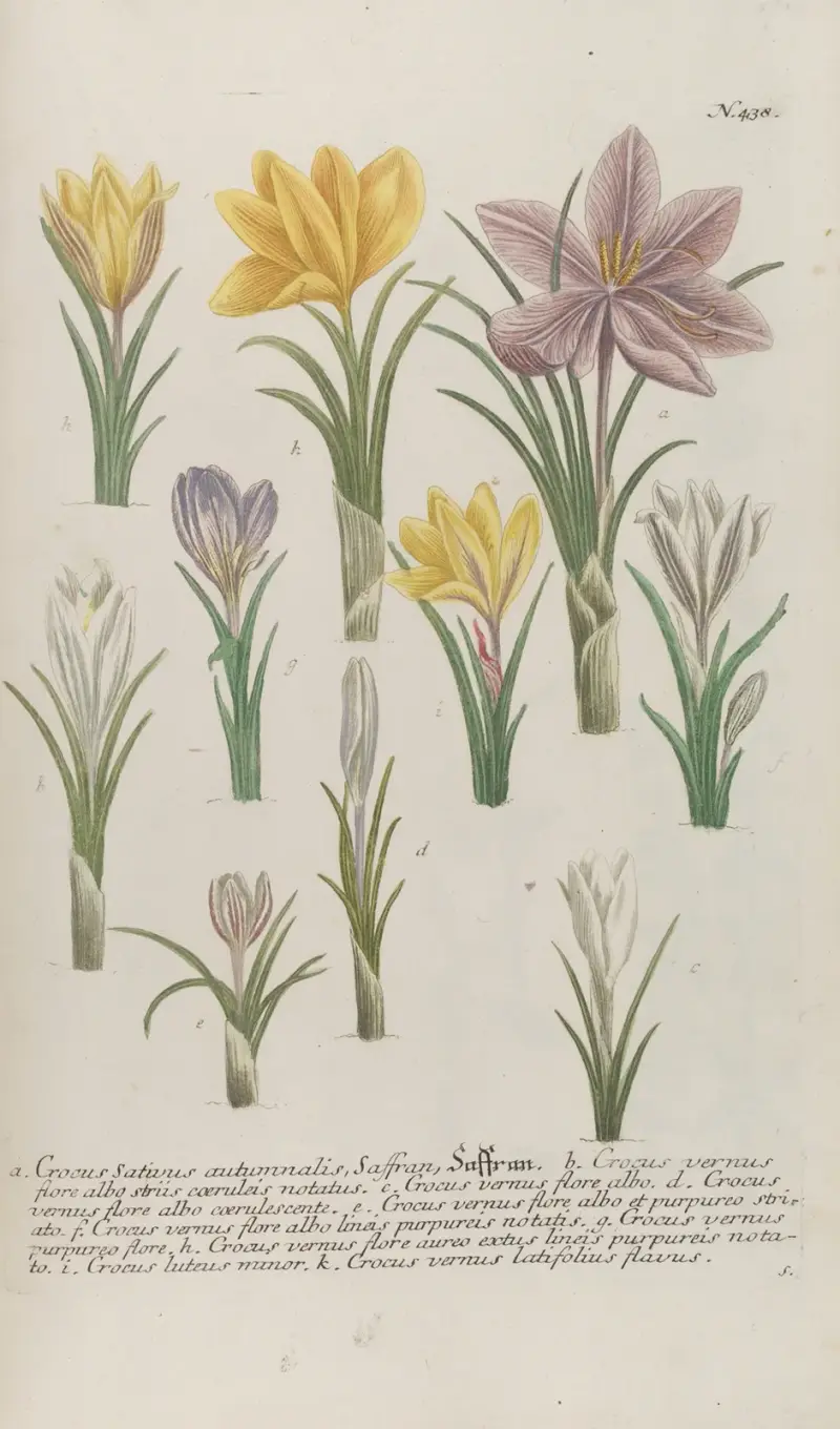 Phytanthoza iconographia Pl.161 av Johann Wilhelm Weinmann