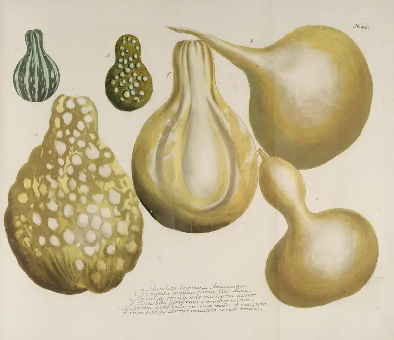 Phytanthoza iconographia Pl.166, Johann Wilhelm Weinmann