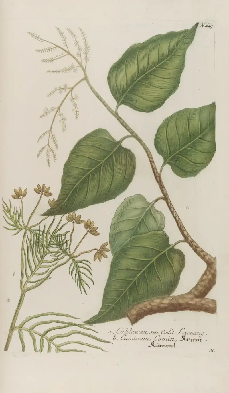 Phytanthoza iconographia Pl.170 av Johann Wilhelm Weinmann